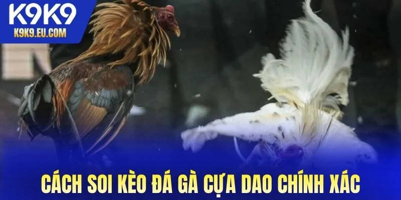 đá gà cựa dao đá gà cựa dao