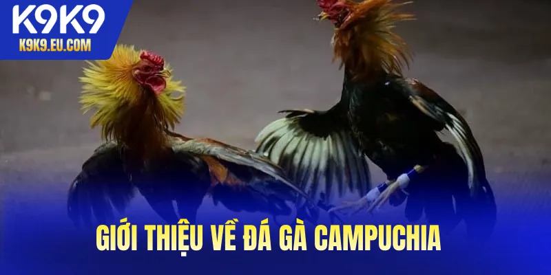 đá gà Campuchia đá gà Campuchia