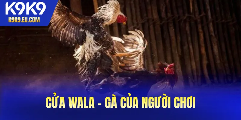 đá gà Campuchia đá gà Campuchia