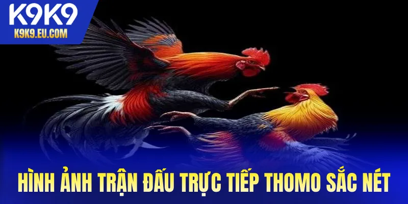 Đá gà trực tiếp Thomo Đá gà trực tiếp Thomo